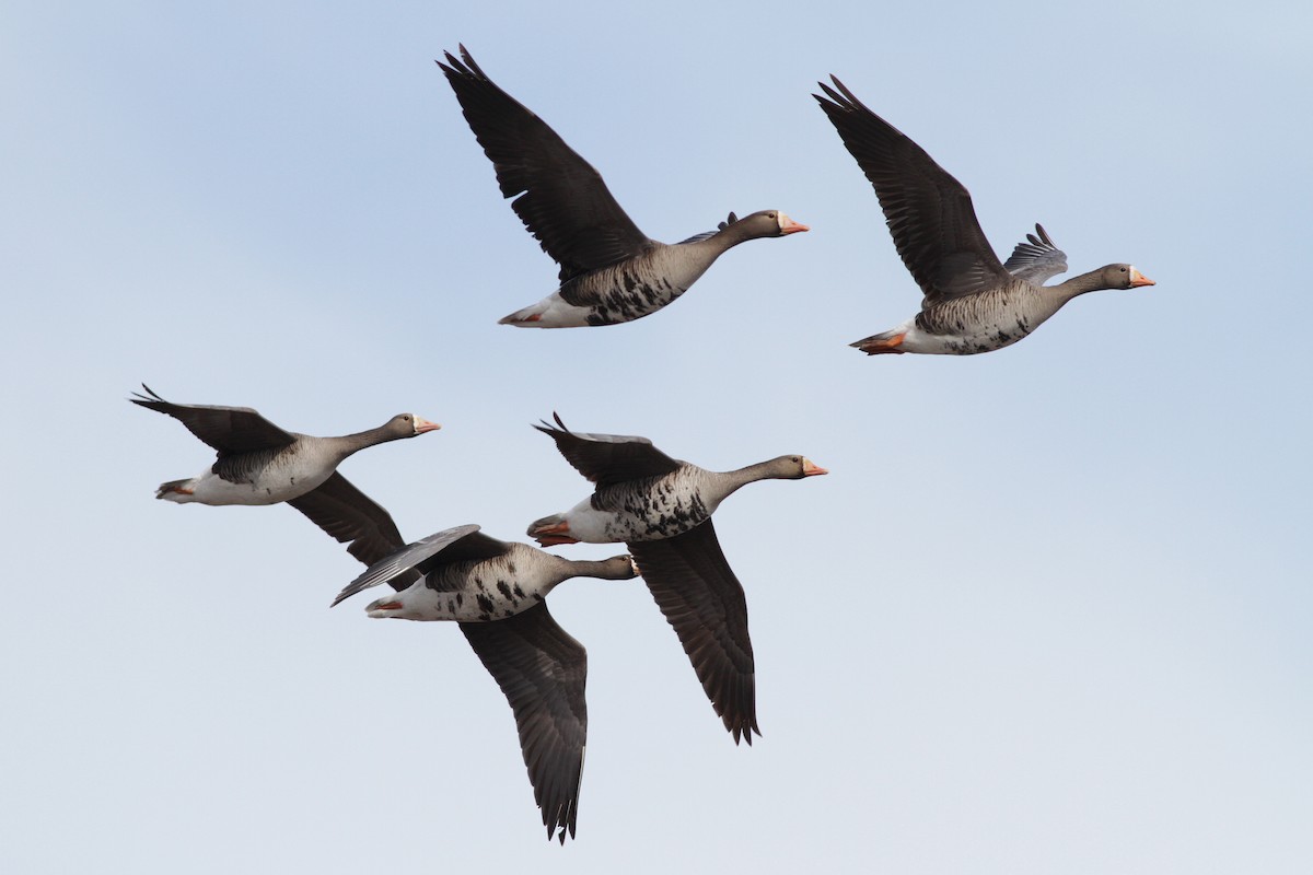 Greater White-fronted Goose - ML31693781
