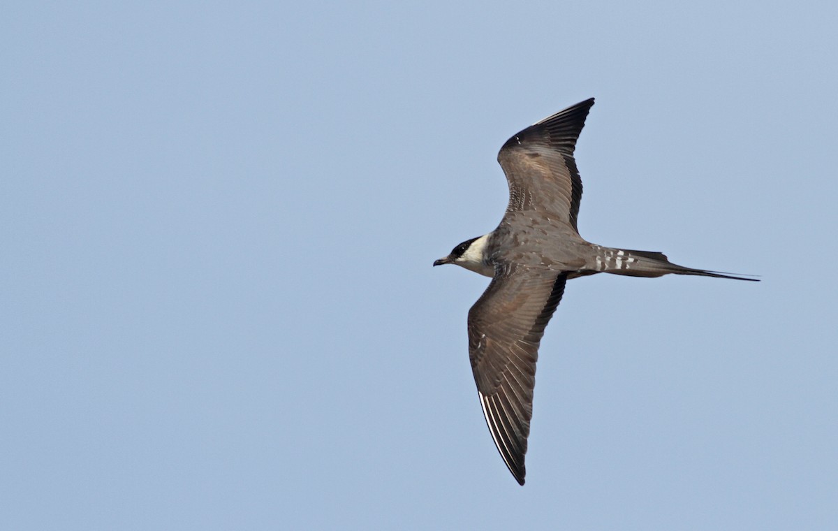 Long-tailed Jaeger - ML31693961