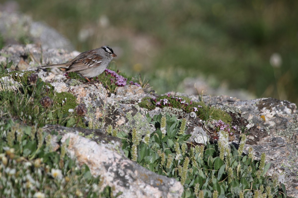 White-crowned Sparrow (oriantha) - ML31694681