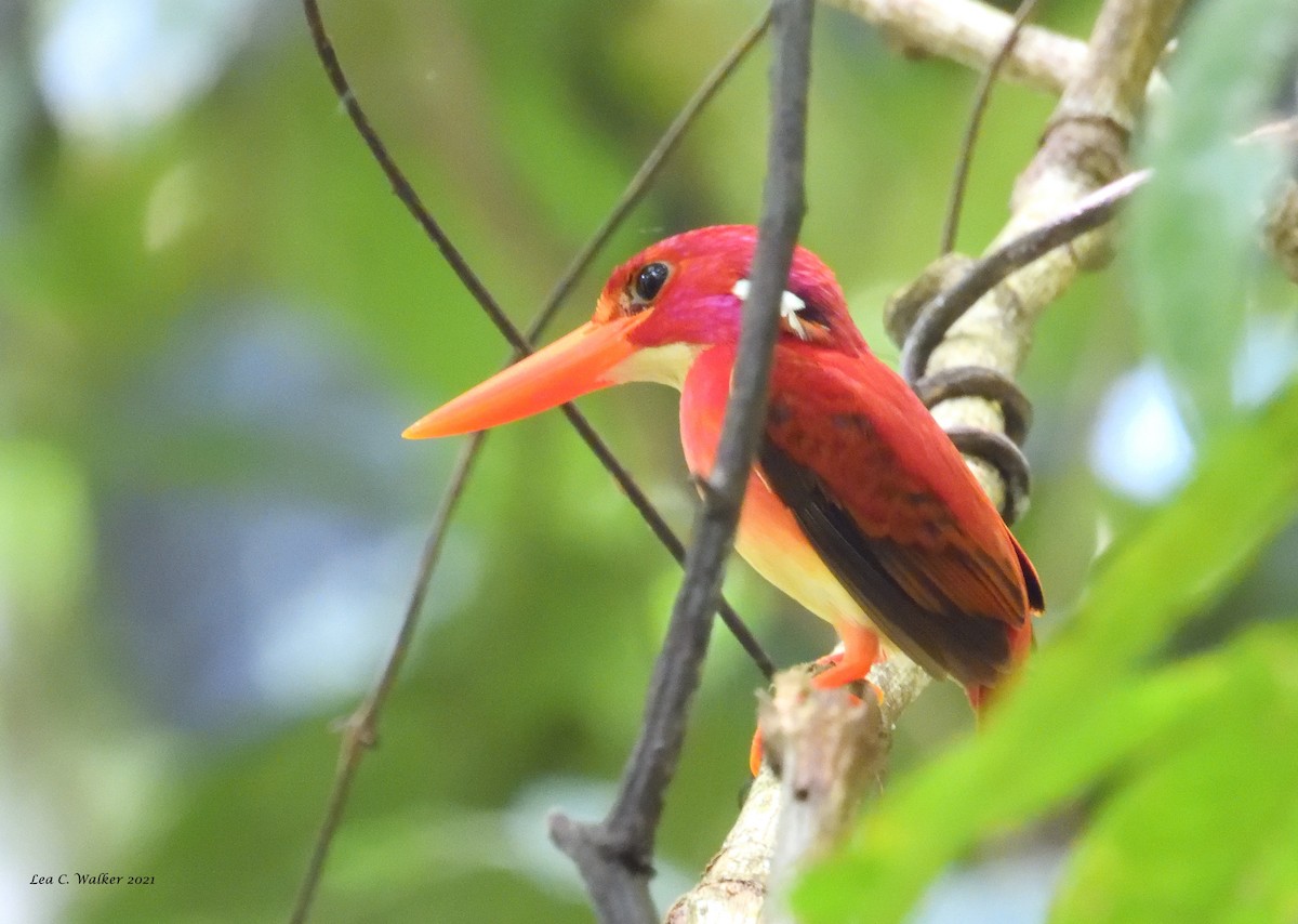 Philippine Dwarf-Kingfisher - Lea  Walker