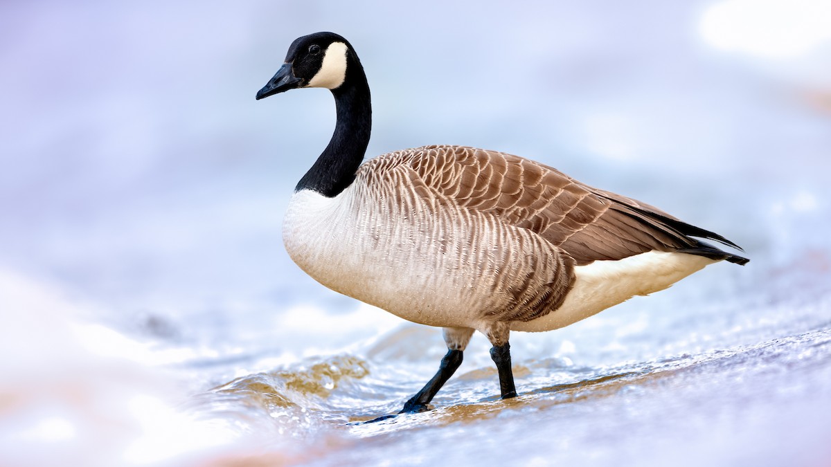 Canada Goose - Lukasz Ifczok