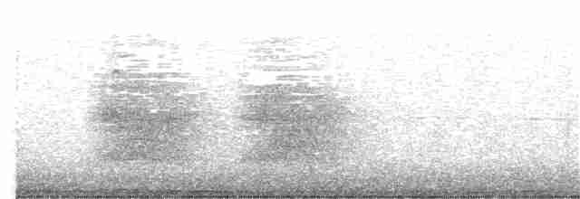 Chara de Steller (grupo stelleri) - ML316953131