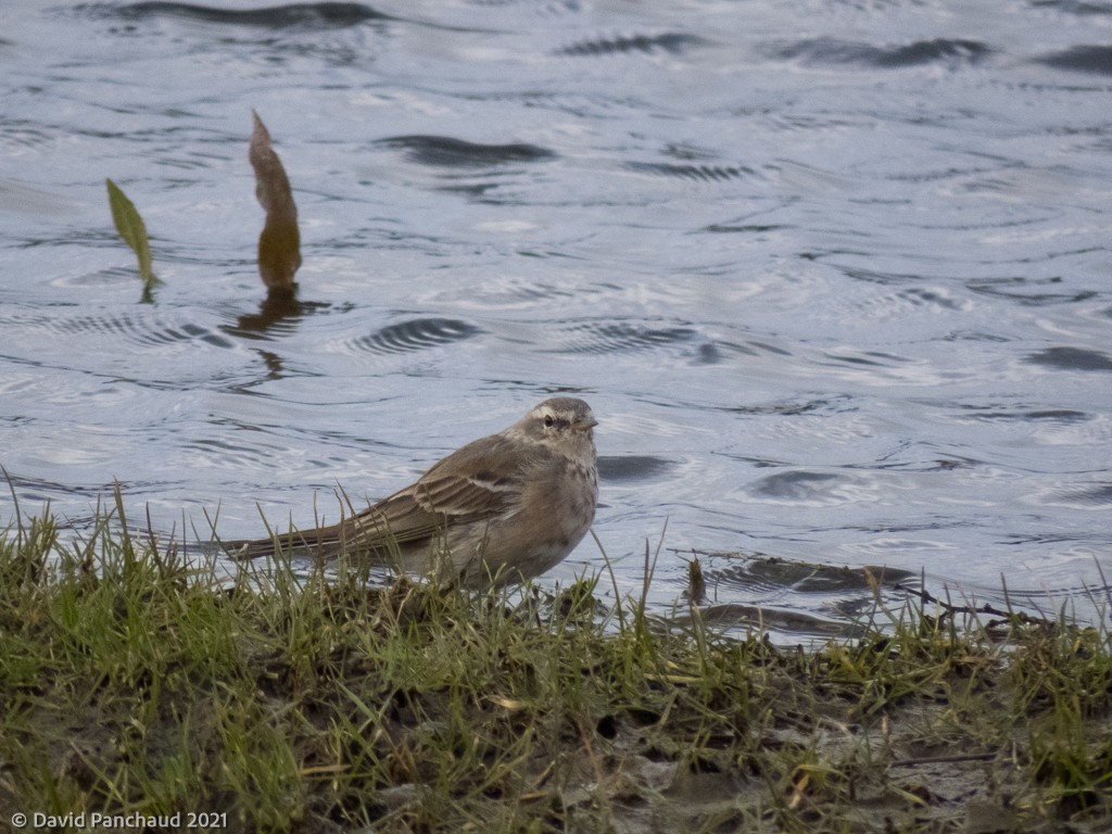 Water Pipit - ML316953331