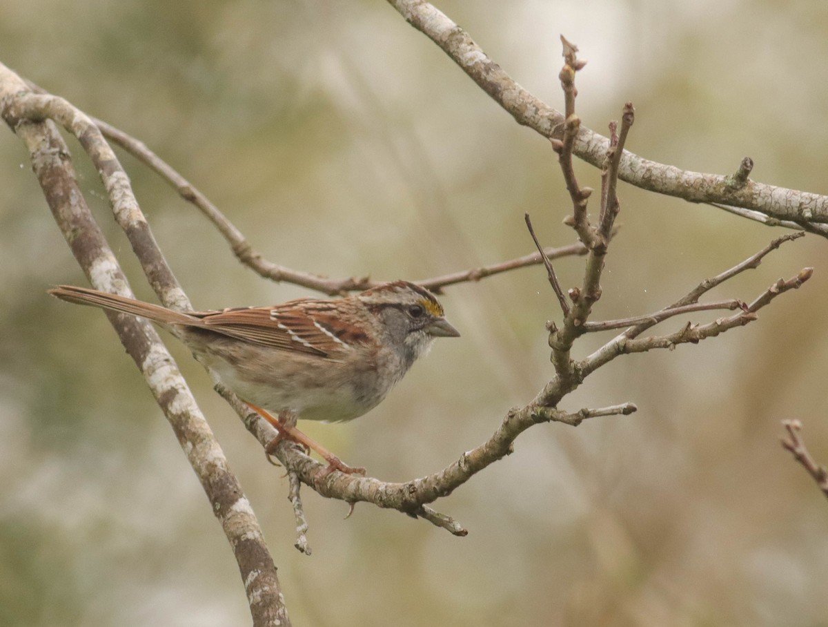 White-throated Sparrow - ML316954011