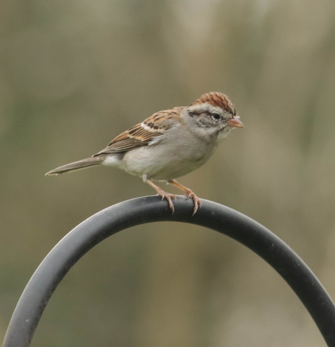 Chipping Sparrow - ML316954061