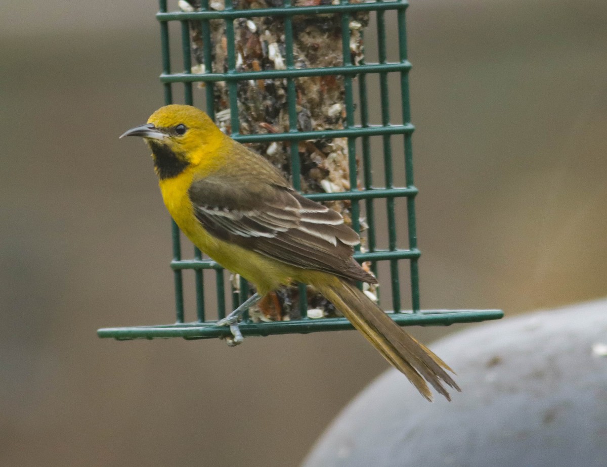 Orchard Oriole - ML316954171