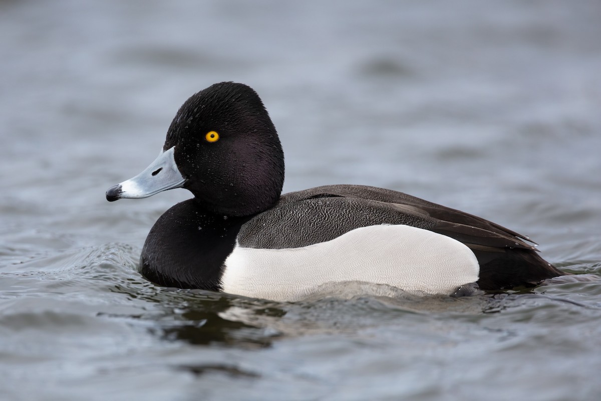 Ring-necked Duck x Lesser Scaup (hybrid) - eBird