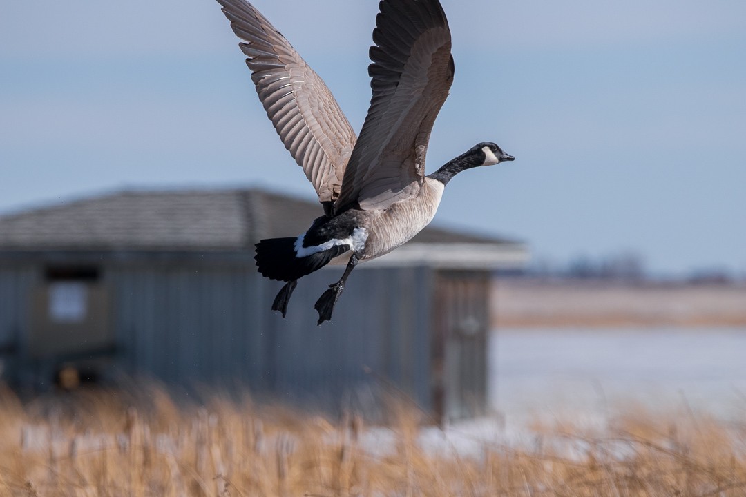 Canada Goose - Rain Saulnier