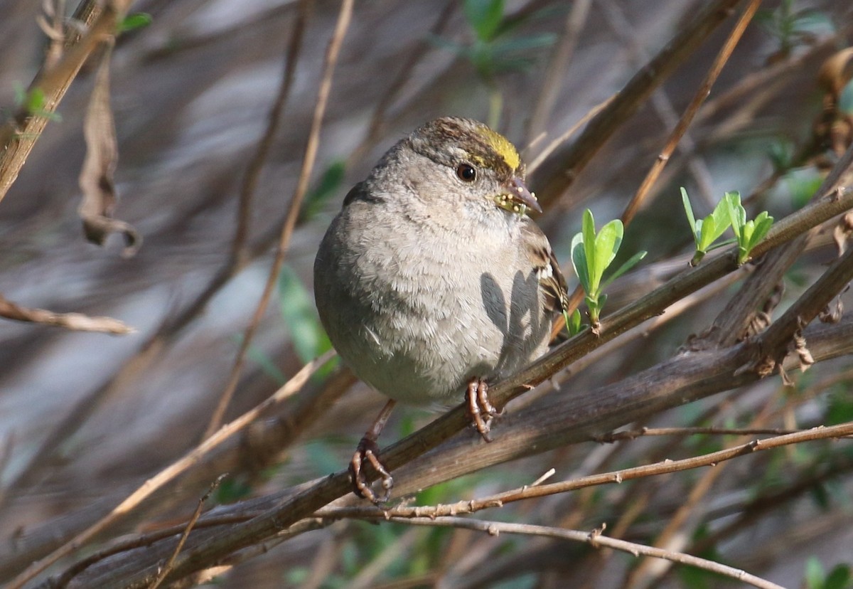 Golden-crowned Sparrow - Lindsey Mitchell