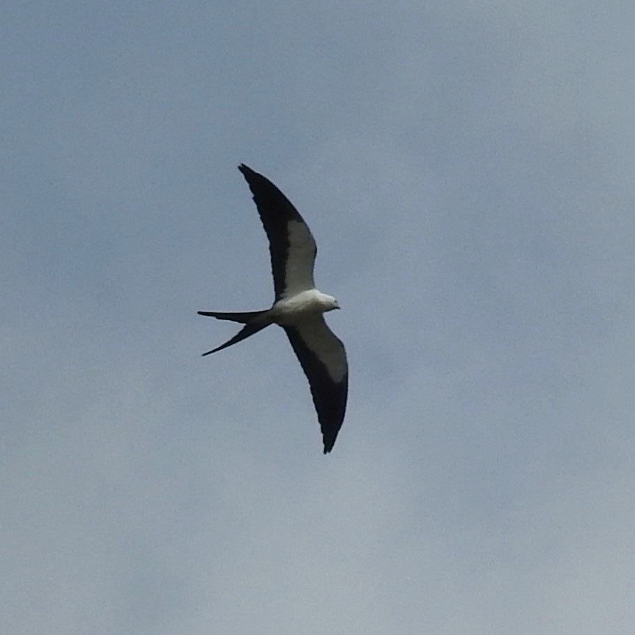 Swallow-tailed Kite - ML316958171