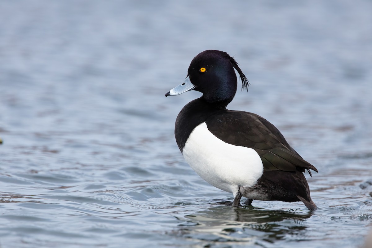 Tufted Duck - ML316959021