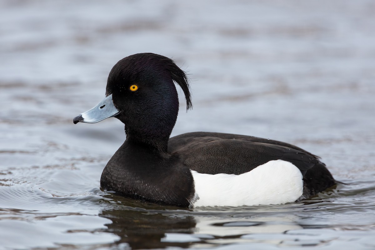 Tufted Duck - ML316959041