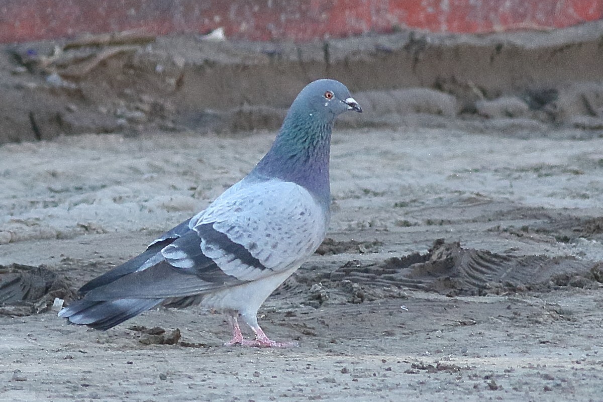 Rock Pigeon (Feral Pigeon) - ML316959961