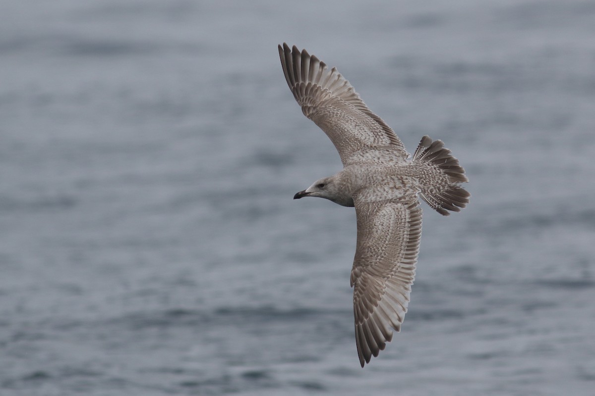 Iceland Gull (Thayer's) - Liam Waters