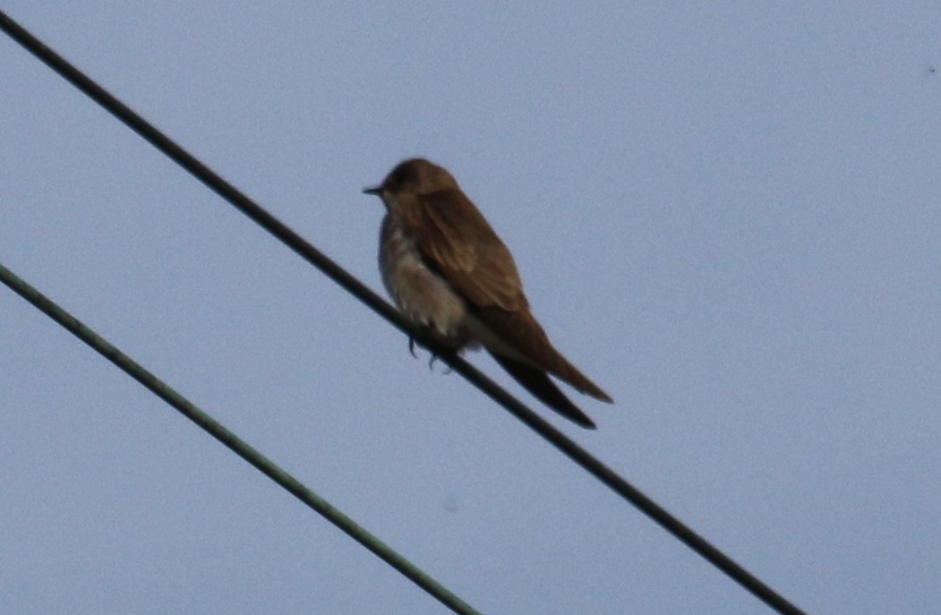 Northern Rough-winged Swallow - ML316961961