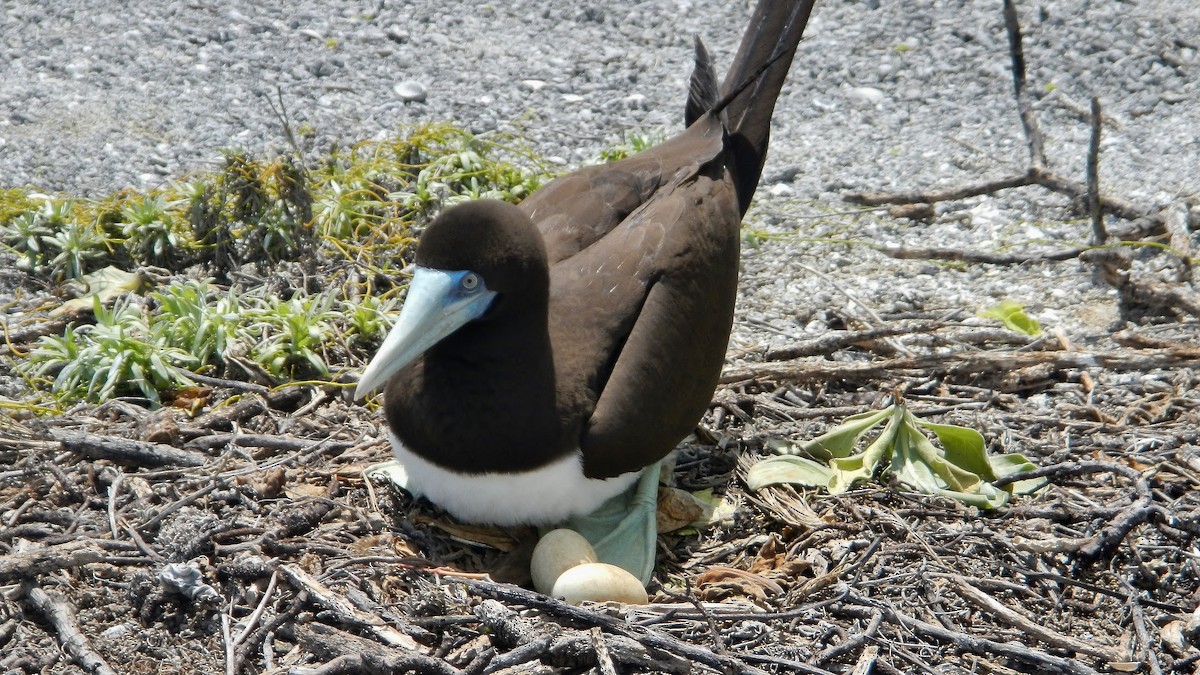 Brown Booby - ML316966941