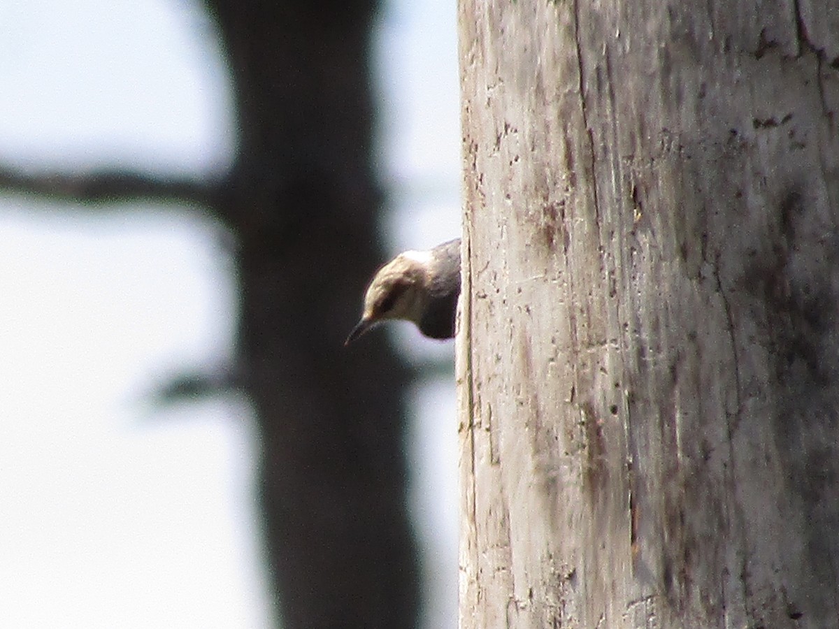 Brown-headed Nuthatch - ML316970261
