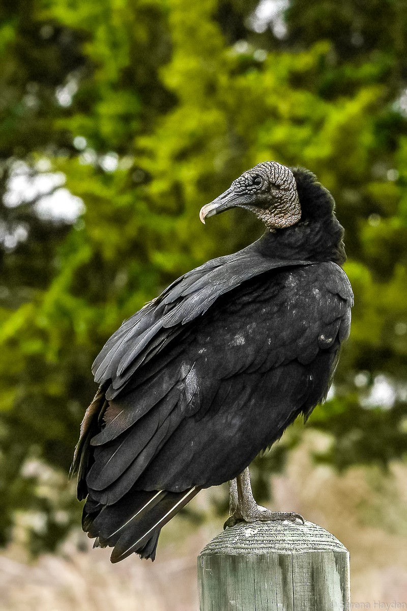 Black Vulture - ML316970671