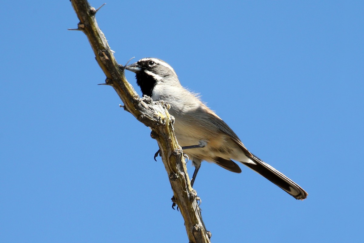 Black-throated Sparrow - ML316981831