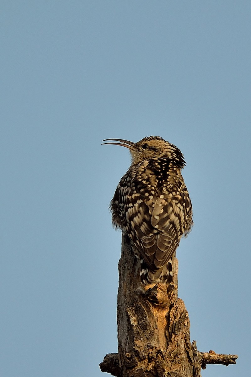 Indian Spotted Creeper - ML31698371