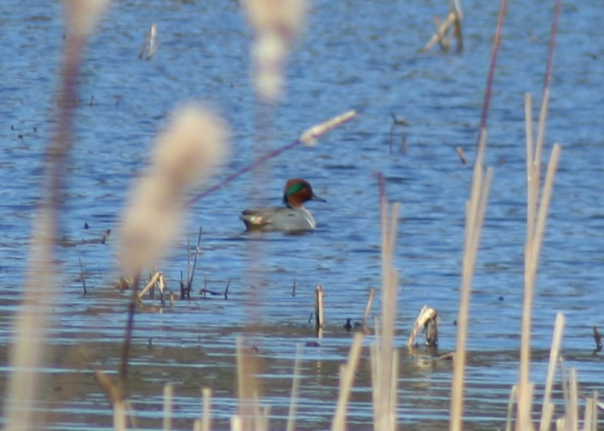 Green-winged Teal - ML316987091
