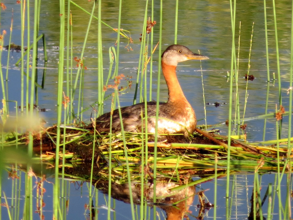 Red-necked Grebe - ML31698791