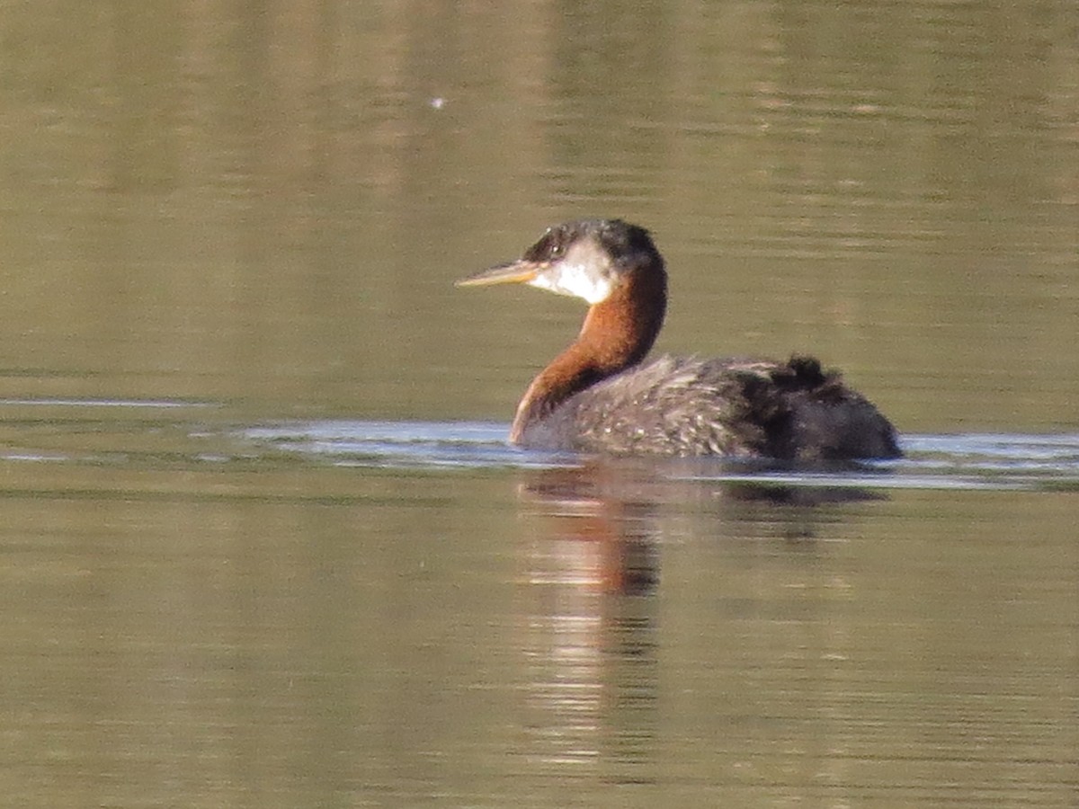 Red-necked Grebe - ML31698801