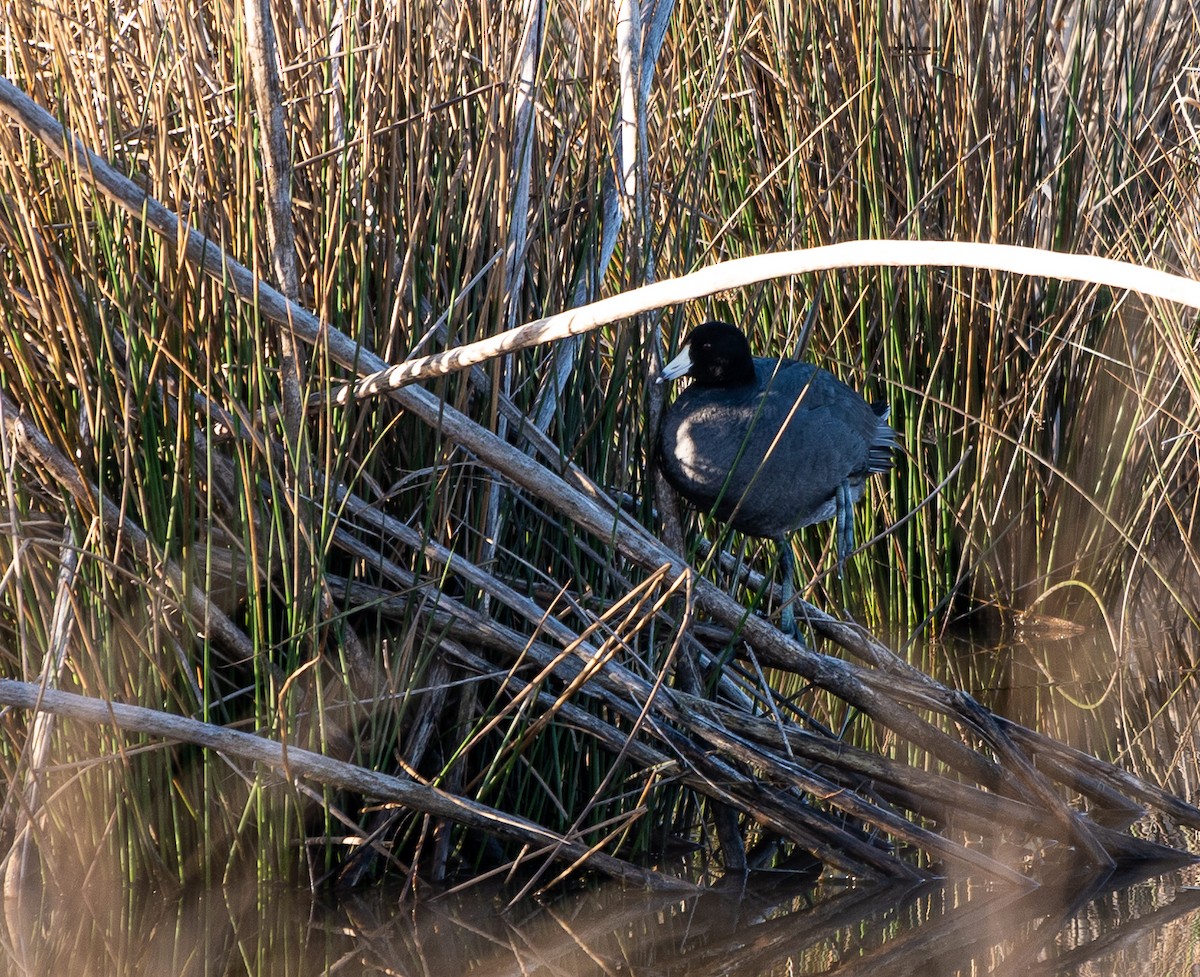 American Coot - Mike Yough