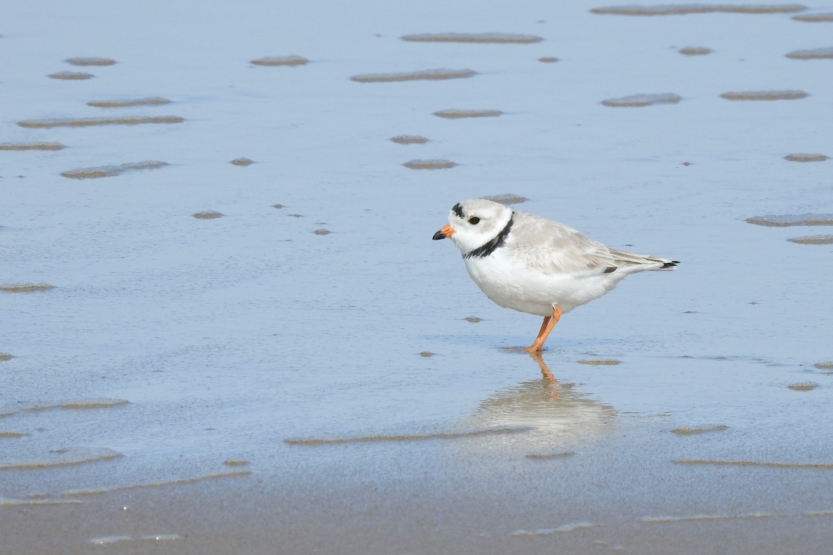 Piping Plover - ML316995681