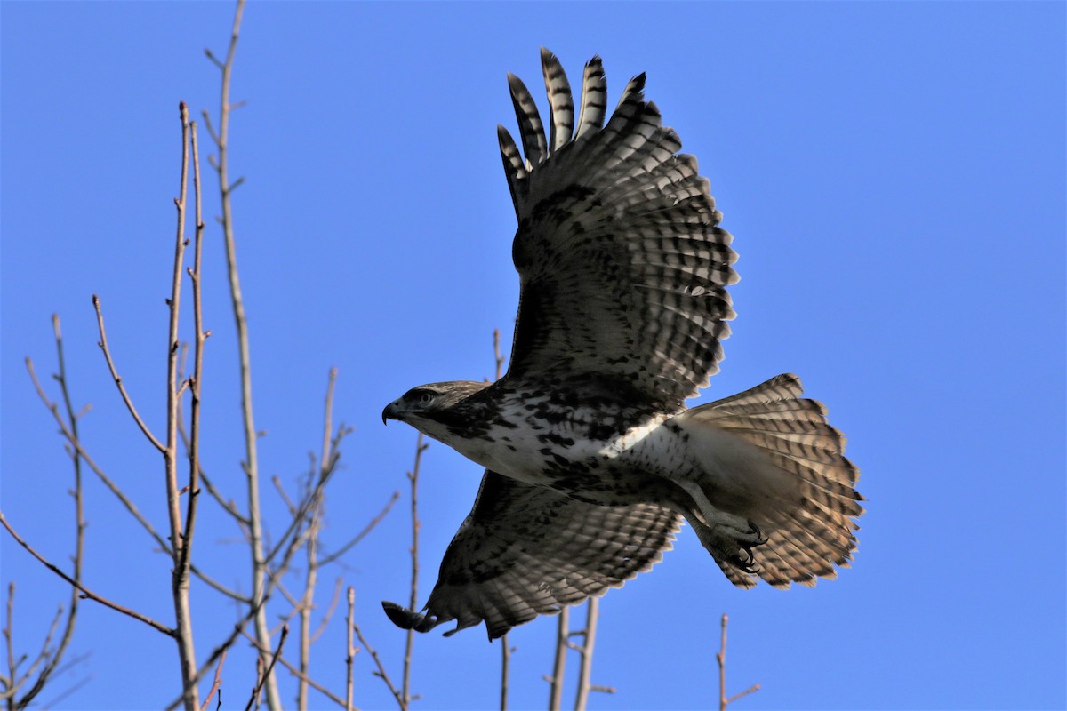 Red-tailed Hawk - Daniel Lebbin