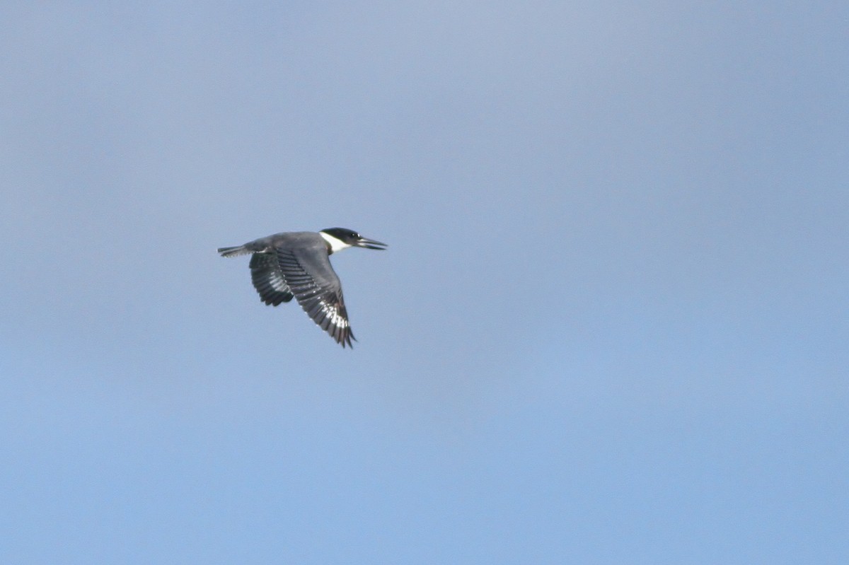 Belted Kingfisher - ML31699681