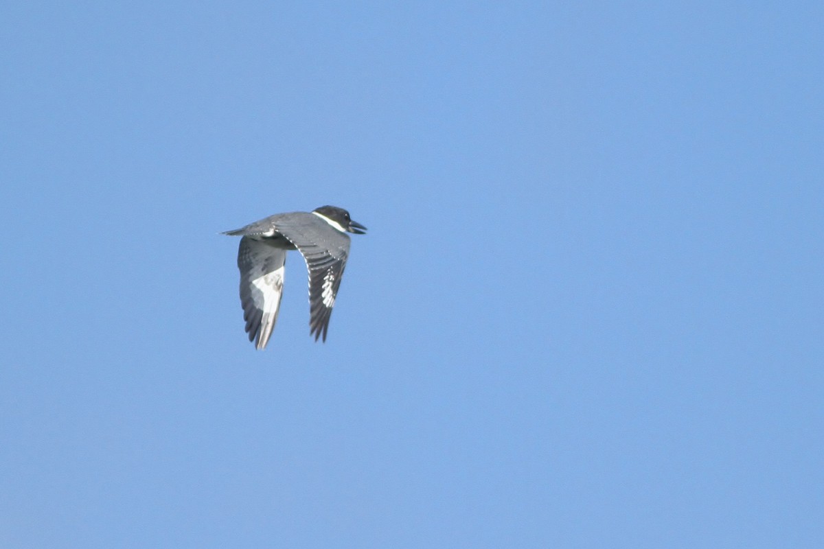 Belted Kingfisher - ML31699691