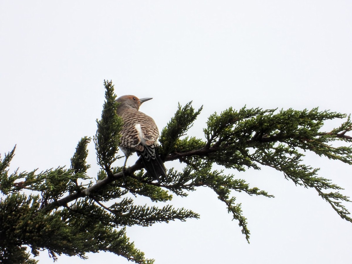 Northern Flicker (Red-shafted) - ML316997121
