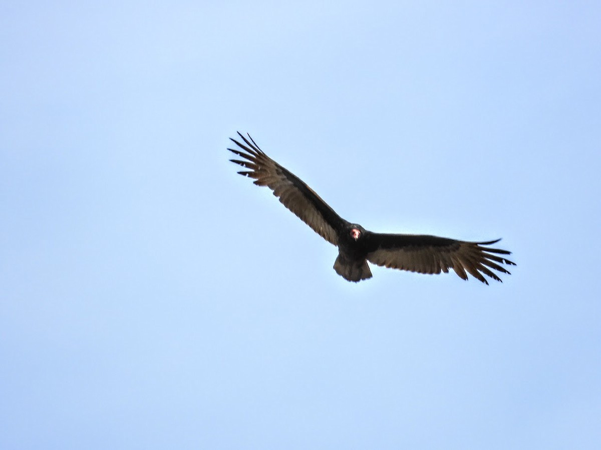 Turkey Vulture - Long-eared Owl