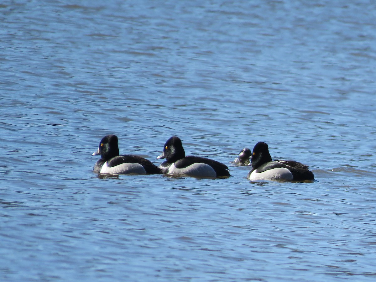 Ring-necked Duck - MARGUERITE LONG