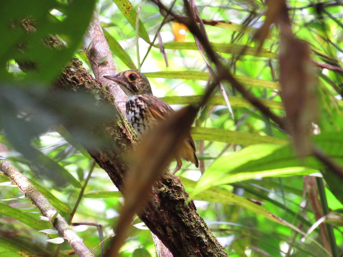 Spotted Antpitta - ML317015201