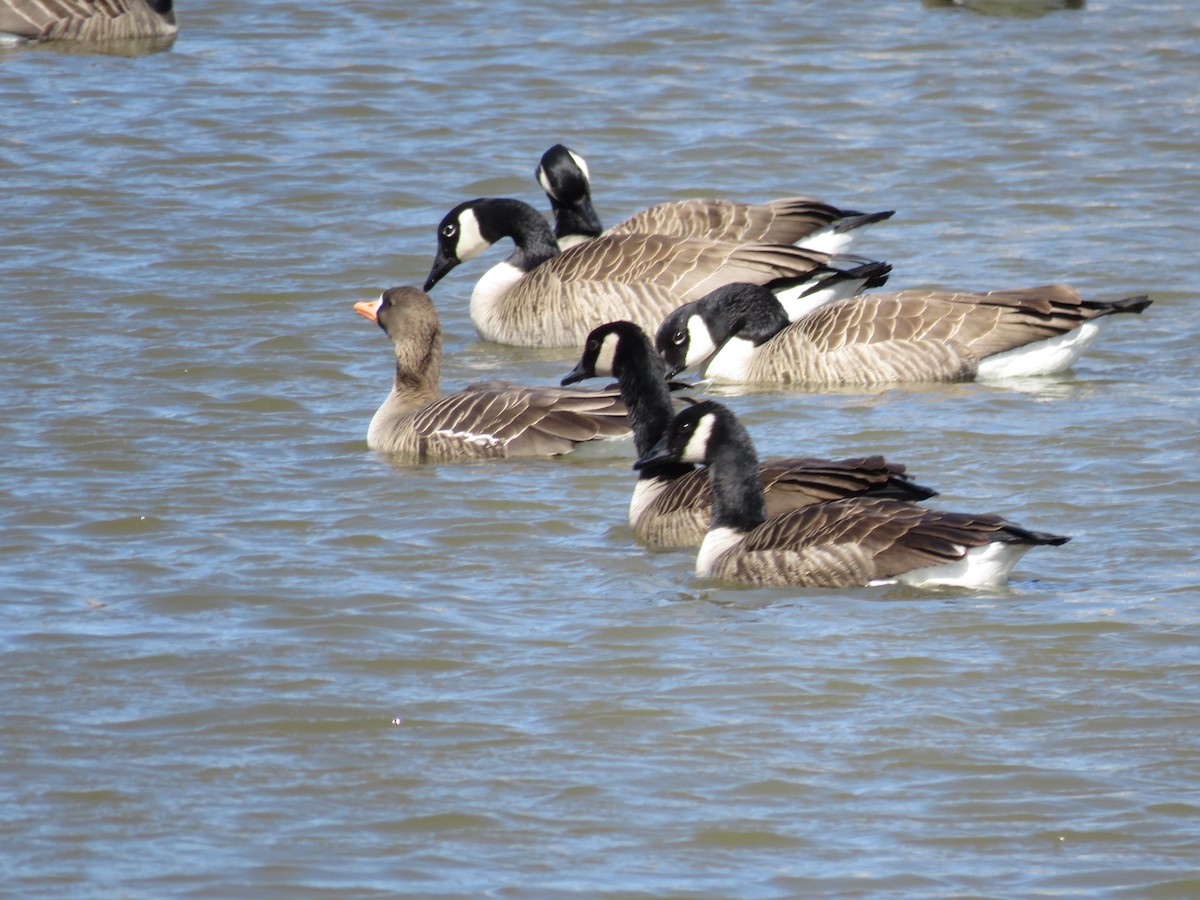 Greater White-fronted Goose - Connor Gable