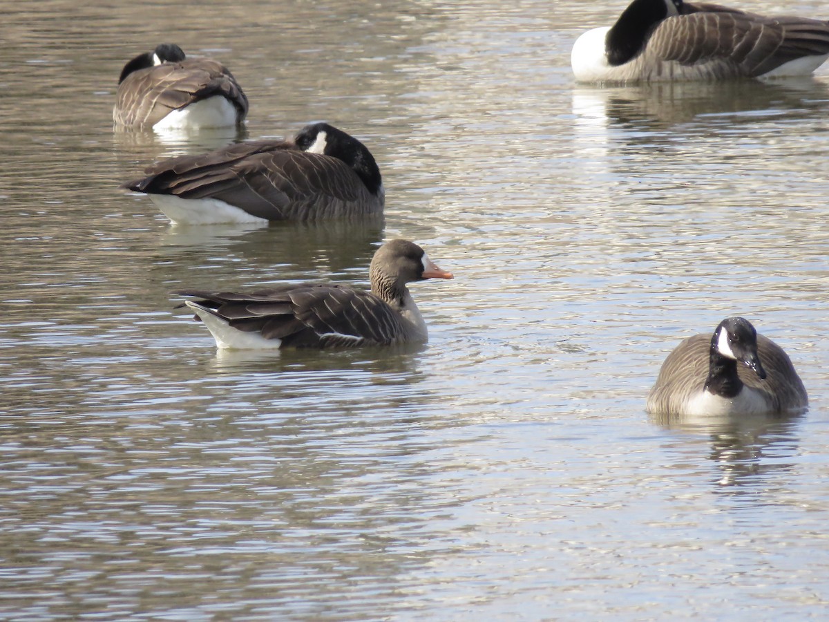 Greater White-fronted Goose - Seth McComsey