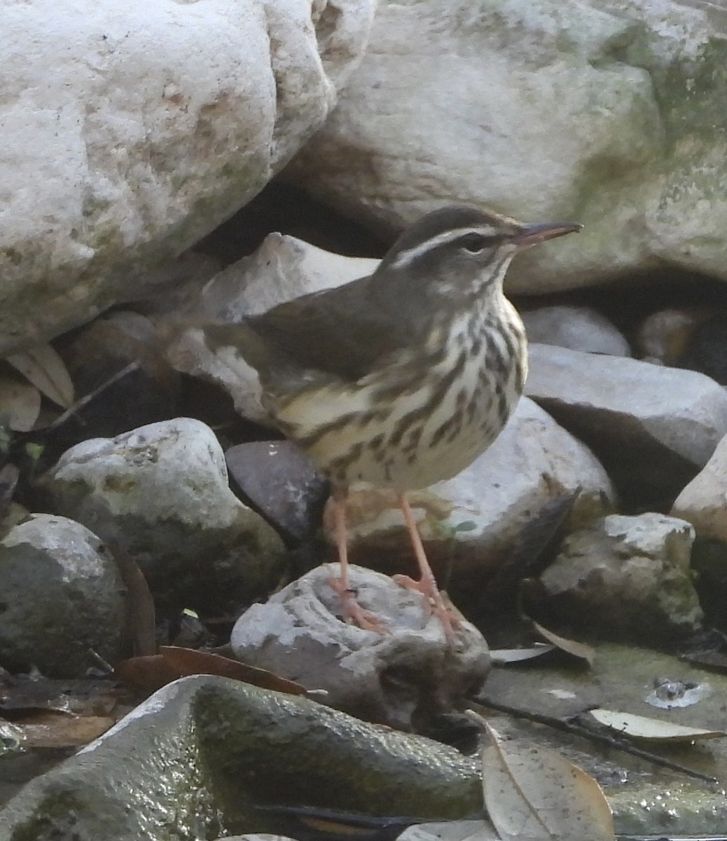 eBird Checklist - 15 Mar 2021 - Warbler Woods Bird Sanctuary - 2 species