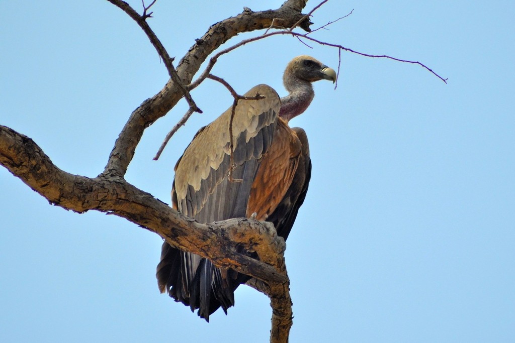 Indian Vulture - Rajesh Panwar