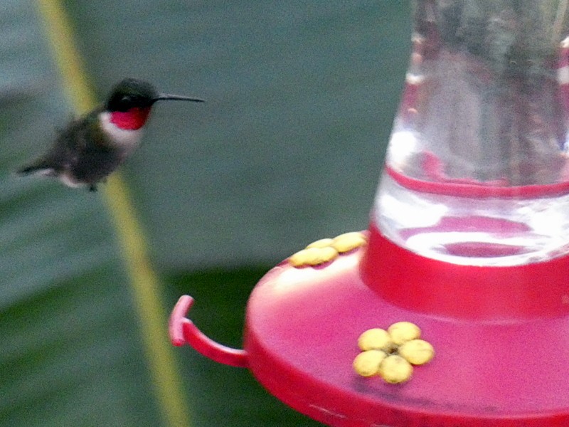 Ruby-throated Hummingbird - ML317019901