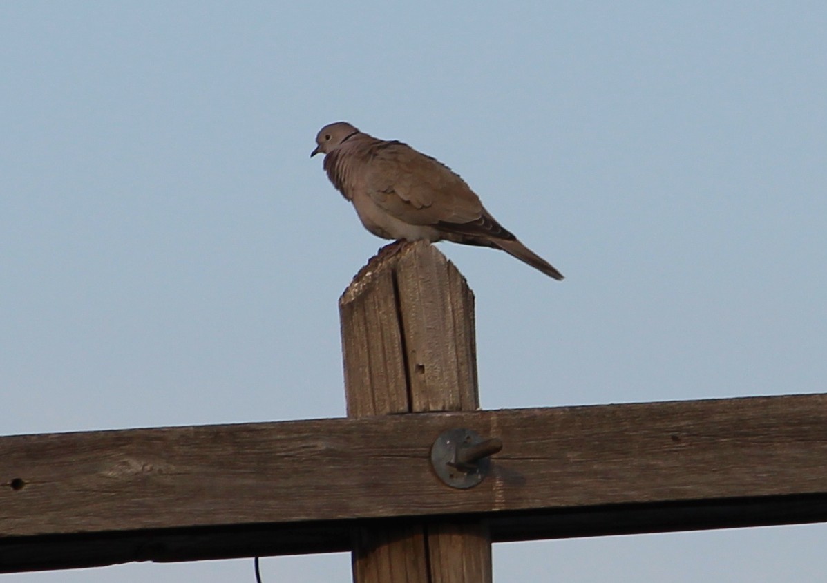 Eurasian Collared-Dove - ML31702011