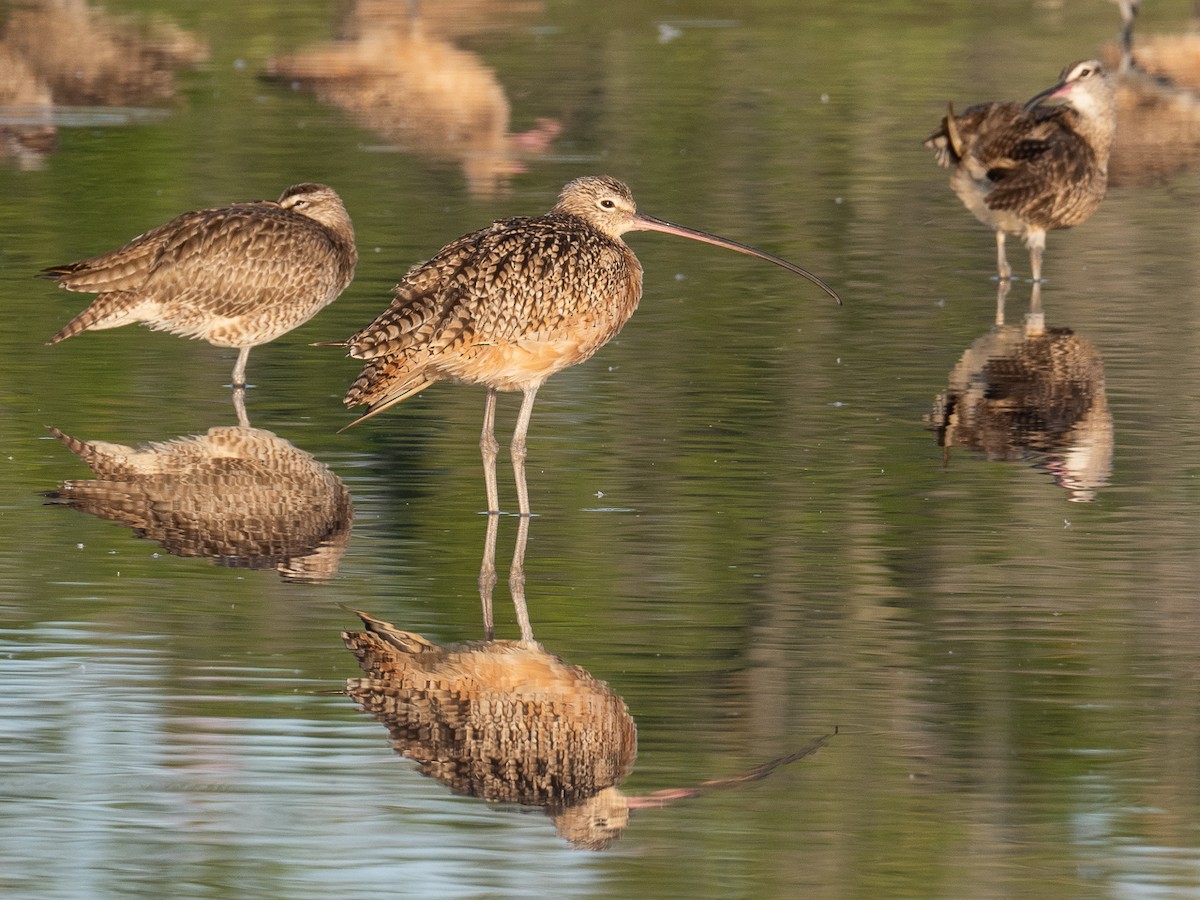 Long-billed Curlew - ML317021651
