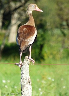 Black-bellied Whistling-Duck, ML317022651