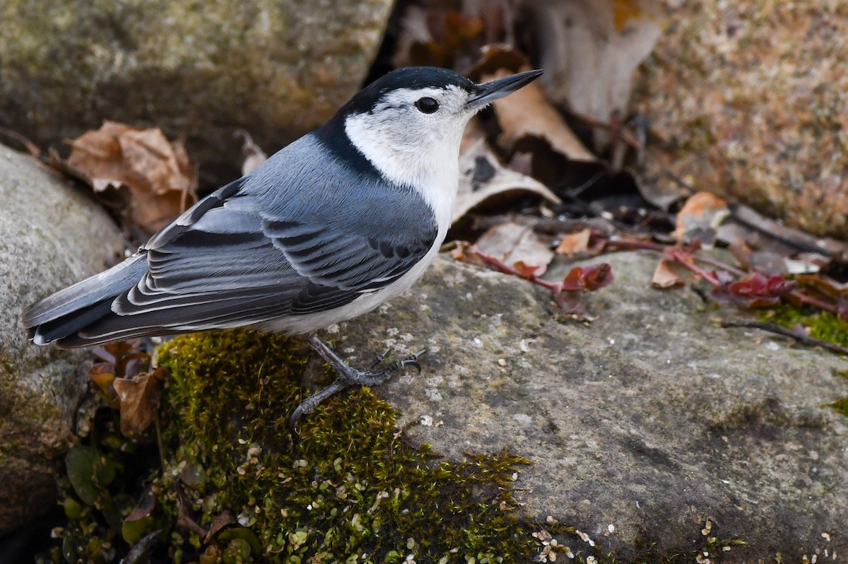 White-breasted Nuthatch - ML317026691