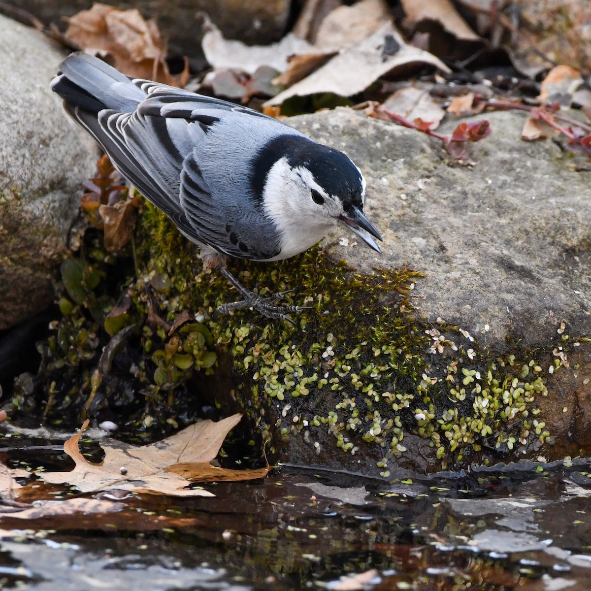 White-breasted Nuthatch - ML317026721