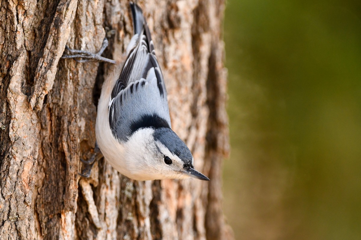 White-breasted Nuthatch - Manny Salas