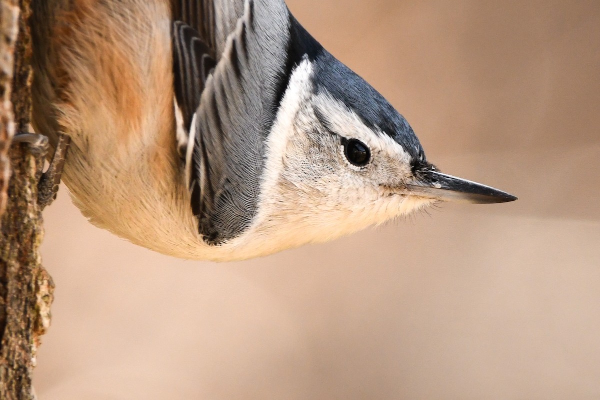 White-breasted Nuthatch - ML317026791