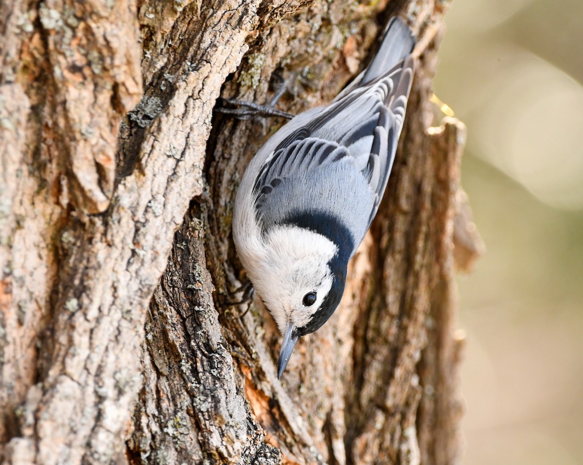 White-breasted Nuthatch - ML317026801