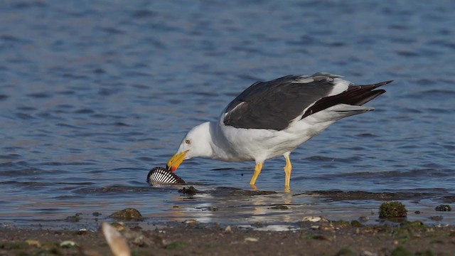 Yellow-footed Gull - ML317033921